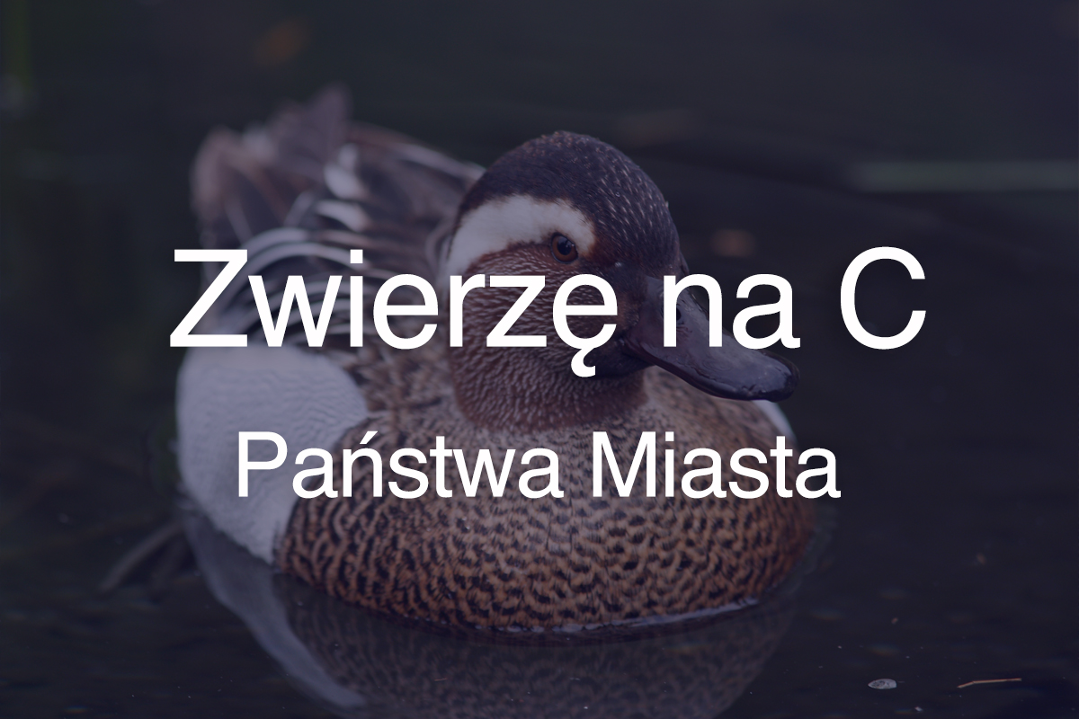 Zwierzę na c