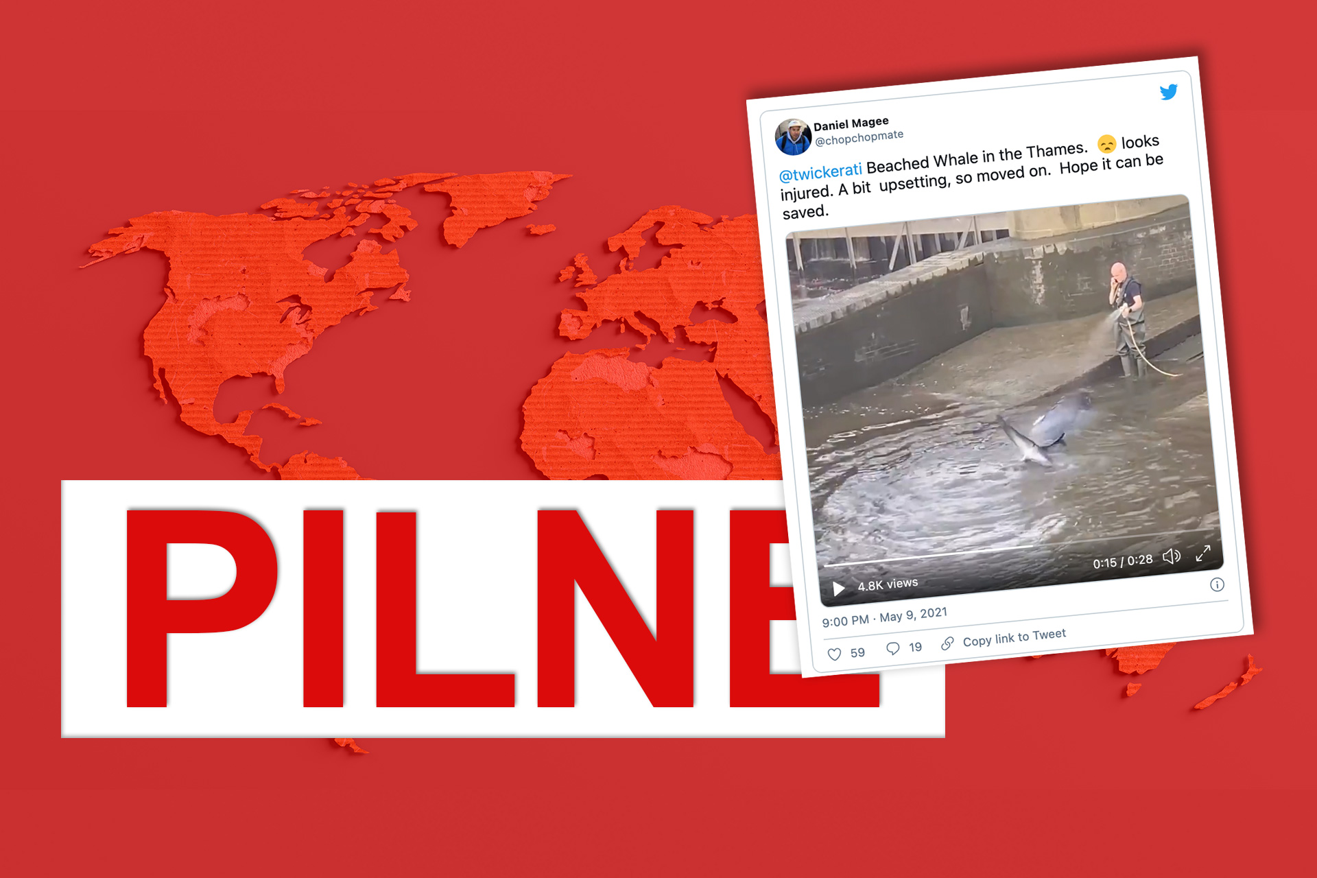 Pilne, ratownicy ratują wieloryba